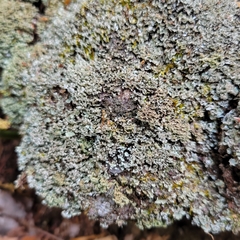 Cladonia petrophila