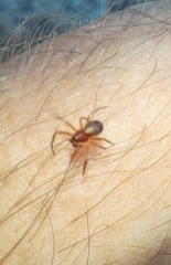 Philodromus marxi