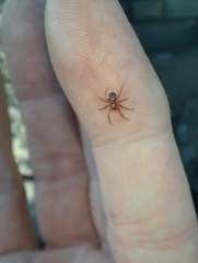 Philodromus marxi