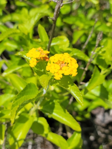 Image of Lantana depressa by (c) Jay Horn, some rights reserved (CC BY)