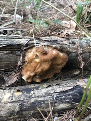 Gyromitra korfii