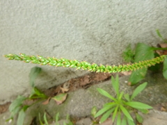 Plantago major