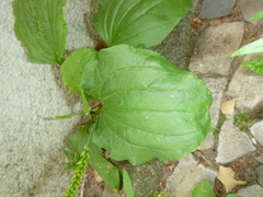 Plantago major