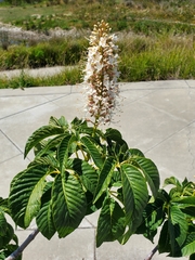 Aesculus californica