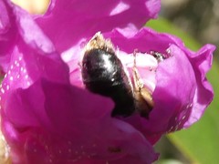 Andrena rufosignata