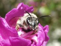 Andrena rufosignata