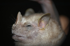 Chiroderma villosum