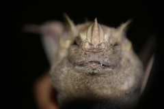 Chiroderma villosum