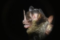 Gardnerycteris crenulatum