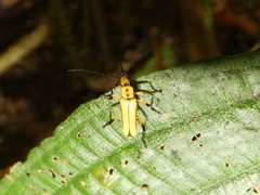 Chauliognathus sagittarius
