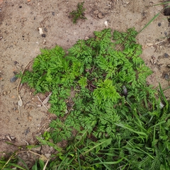 Anthriscus sylvestris