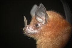 Trinycteris nicefori