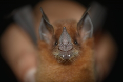 Trinycteris nicefori