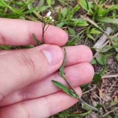 Capsella bursa-pastoris