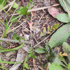 Capsella bursa-pastoris