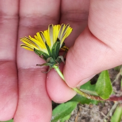Taraxacum officinale
