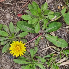 Taraxacum officinale