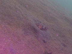 Ophichthus triserialis