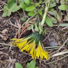 Taraxacum officinale