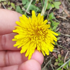 Taraxacum officinale