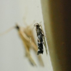 Stagmatophora argyrostrepta