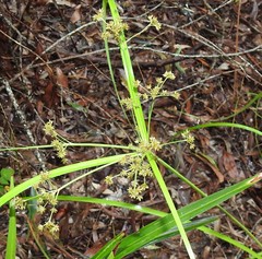 Cyperus decompositus