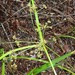 Cyperus decompositus - Photo (c) Scott W. Gavins, some rights reserved (CC BY-NC), uploaded by Scott W. Gavins
