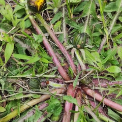 Taraxacum officinale