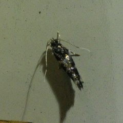 Stagmatophora argyrostrepta