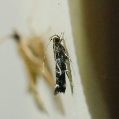 Stagmatophora argyrostrepta