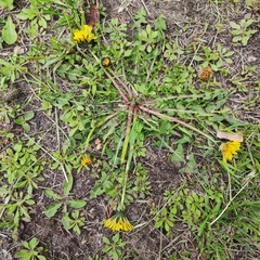 Taraxacum officinale