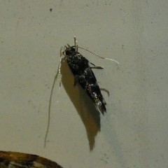 Stagmatophora argyrostrepta