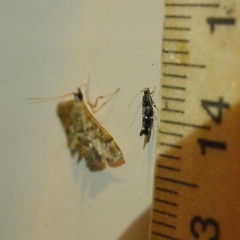 Stagmatophora argyrostrepta