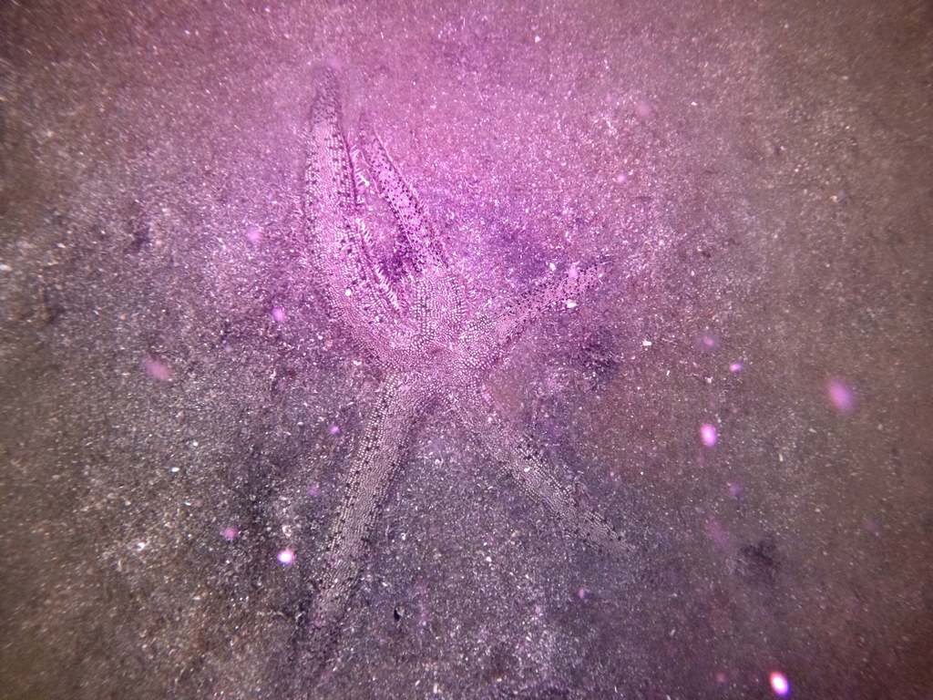 Luidia superba