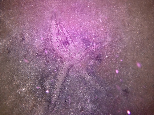 Luidia superba