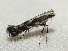 Leucospilapteryx venustella