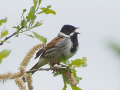 Emberiza schoeniclus