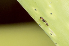 Pseudomyrmex tenuis