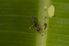 Pseudomyrmex tenuis