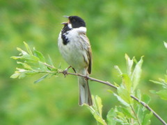 Emberiza schoeniclus