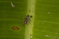 Pseudomyrmex tenuis
