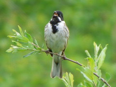 Emberiza schoeniclus