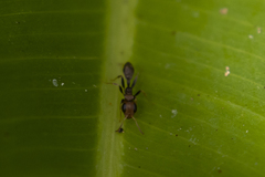 Pseudomyrmex tenuis