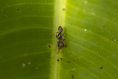 Pseudomyrmex tenuis