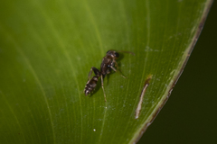 Pseudomyrmex tenuis
