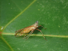 Orthopagus splendens