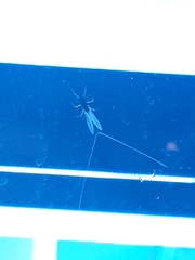 Ephemeroptera