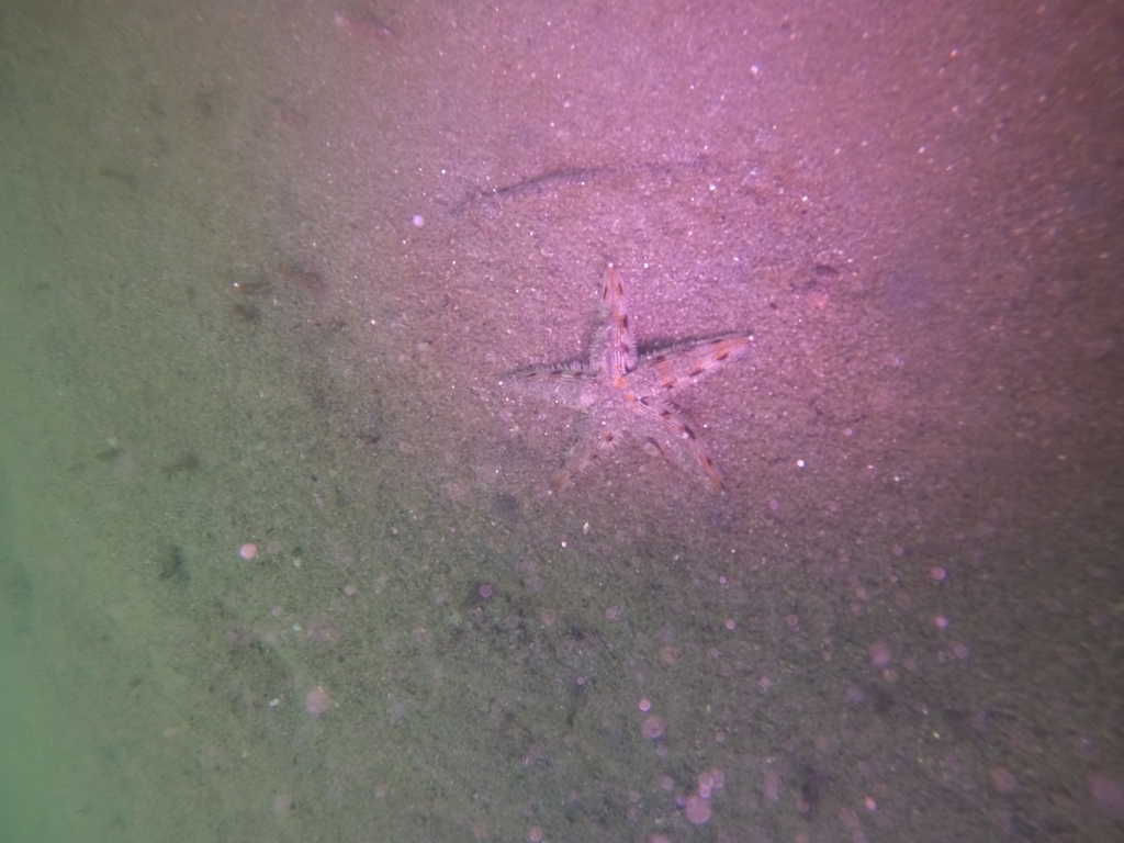 Colorful Gulf Sand Star