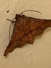 Striglininae