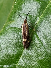 Esperia sulphurella